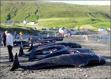 20120523-Killed_pilot_wales_in_hvalba in the Faroe Islands.JPG